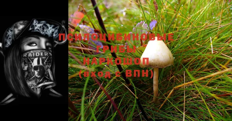 продажа наркотиков  Арсеньев  Псилоцибиновые грибы Cubensis 